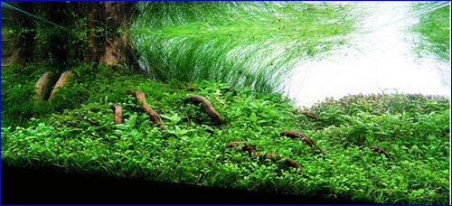 ADA Green Brighty STEP 1 - удобрение комплексное для аквариумных растений,  купить - ИМ Арована, ☎ 066 000 0 769