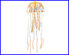  Jellyfish ( ).