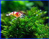   AQUAXER  Micro Shrimp,   250 ml,  25000 .