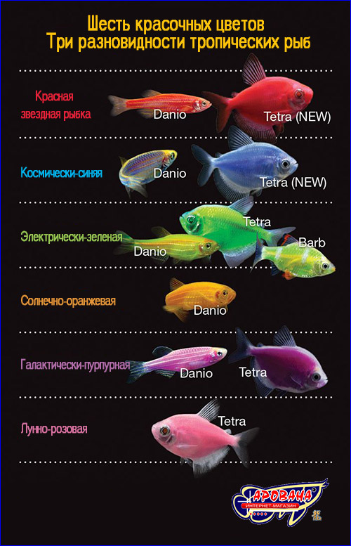 Tetra GloFish, светящиеся рыбки и декорации в аквариум, флуоресцентные  рыбки. - Новости ИМ Арована, ☎ 066 000 0 769